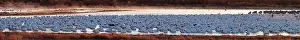 Caerulescens: Sandhill Cranes and Snow Geese