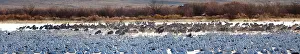 Caerulescens: Sandhill Cranes and Snow Geese