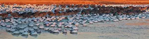 Caerulescens: Sandhill Cranes and Snow Geese