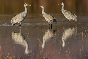 Cranes: Sandhill cranes standing in pond. Bosque del Apache