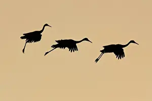 Tabida: Sandhill Cranes at Sunset