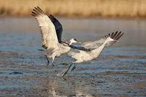 Tabida: Sandhill Cranes taking off