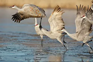 Cranes: Sandhill Cranes taking off