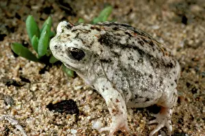 Rotunda: Sandhill frog