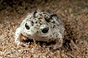 Rotunda: Sandhill frog