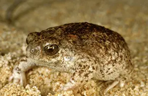 Rotunda: Sandhill frog