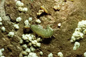 D. W. Greenslade: SANDHOPPER - on rocky shore
