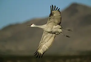 Gris: Sandill Crane - in flight