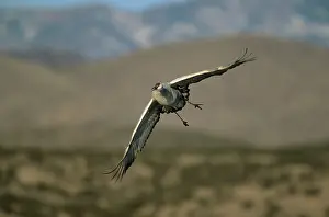 Gris: Sandill Crane - in flight