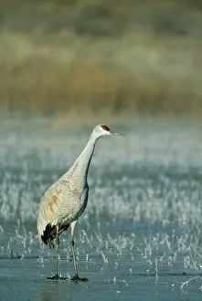 Gris: Sandill Crane - on frozen lake just after dawn