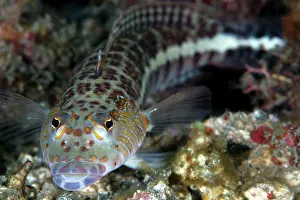 Parapercis: Sandperch