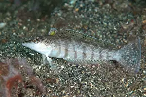 Parapercis: Sandperch