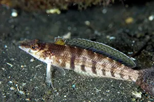 Parapercis: Sandperch resting on black sand