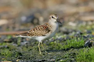 Minutilla: Least Sandpiper