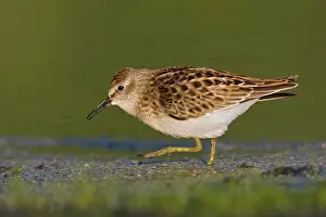 Minutilla: Least Sandpiper