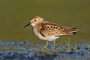 Least Sandpiper