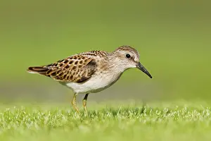 Minutilla: Least Sandpiper