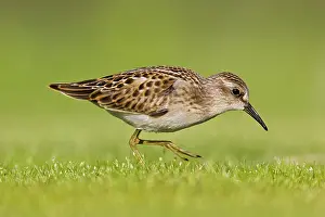 Minutilla: Least Sandpiper