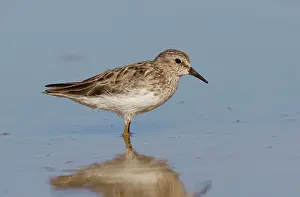 Minutilla: Least Sandpiper