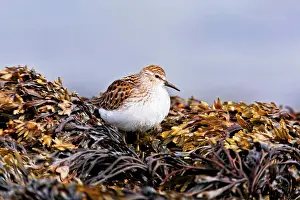 Minutilla: Least Sandpiper
