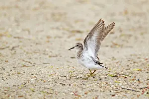 Minutilla: Least Sandpiper