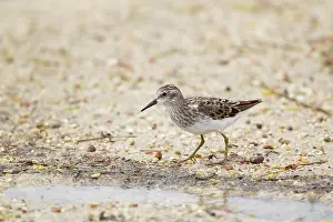 Minutilla: Least Sandpiper