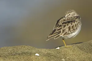 Minutilla: Least Sandpiper