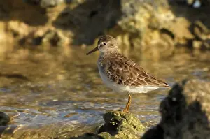Cayman: Least Sandpiper