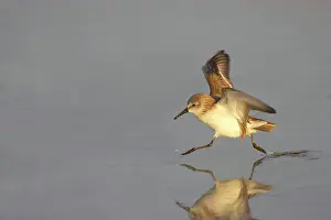 Minutilla: Least Sandpiper - running across mudflat