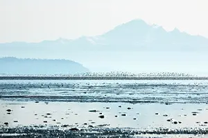 Boundary: Sandpipers, Boundary Bay, British Columbia