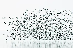 Boundary: Sandpipers, Boundary Bay, British Columbia