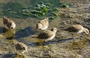 Minutilla: Least Sandpipers - feeding in mud as tide recedes