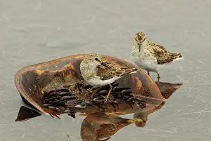 Limulus: Least Sandpipers on Horseshoe Crab