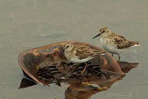 Limulus: Least Sandpipers on Horseshoe Crab