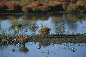 Halophytic: Sandpipers in a Marsh