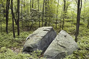 Cracked: Sandstone Boulder