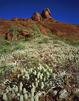 Rains: Sandstone formation with Green Pussytail - after