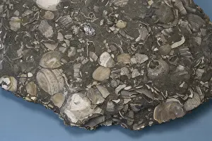 Depositional: Sandstone with Fossils