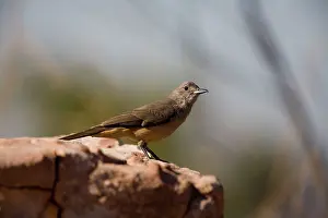 Colluricincla: Sandstone Shrike-thrush