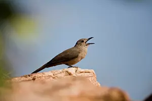 Colluricincla: Sandstone Shrike-thrush singing
