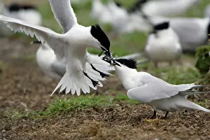 Sandwich: Sandwich Tern - 2 birds fighting over sandeels