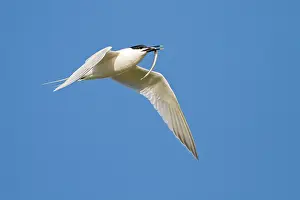 Sandwich: Sandwich Tern