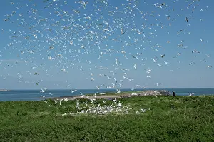 Sandwich: Sandwich Tern