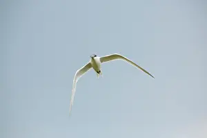 Sandwich: Sandwich Tern