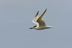 Sandwich: Sandwich Tern