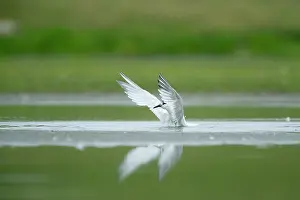 Sandwich: Sandwich Tern