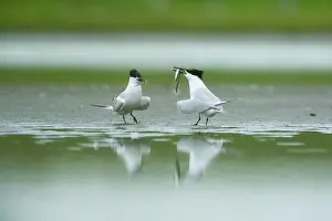 Smelt: Sandwich Tern