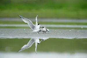 Sandwich: Sandwich Tern