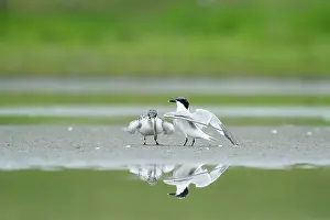 Smelt: Sandwich Tern