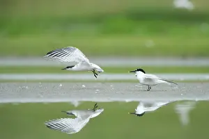Sandwich: Sandwich Tern